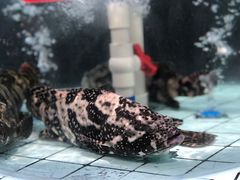 -大锅强·蒸海鲜青岛菜(吾悦广场店)