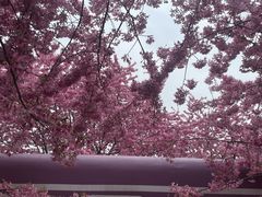 -三圣花乡旅游区