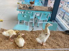 -怪兽屋·羊驼·猫咖·狗咖(俊华广场店)