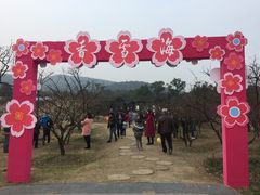 -香雪海