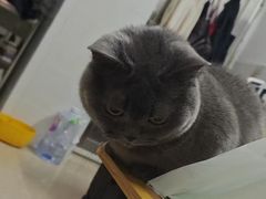 -瑞鹏宠物医院·微创内窥镜·骨外科·牙科(翠竹分院)