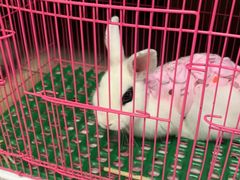 -美迦爱-牙专科·兔科·骨科诊疗中心(北苑店)