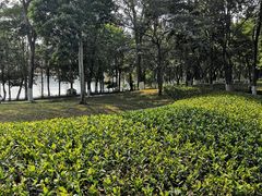 -海珠湖公园