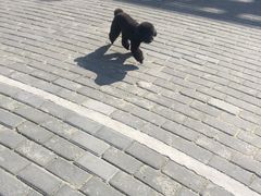 -PETKIT小佩宠物(古北店)