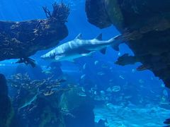 -瑞普利水族馆