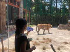 -上海野生动物园老虎餐厅