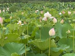 -梁鸿国家湿地公园