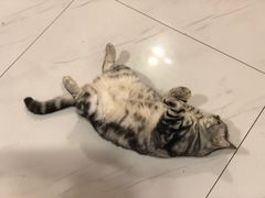 -三花喵·撸猫购宠·宠物生活馆(虹桥南丰城店)