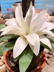 -Oasis Beauty水磨坊科技美肤中心