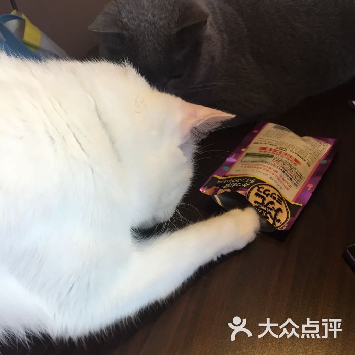 猫宁哈尼morning honey猫咪咖啡图片 - 第3027张