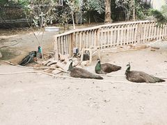 -呀路古热带植物园