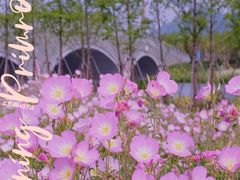 -三垟湿地
