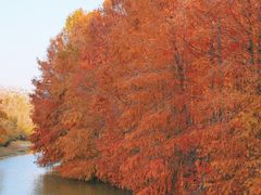 -上海海湾国家森林公园