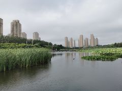 -前关湿地公园