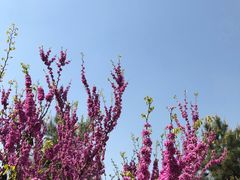 -西安青龙寺遗址景区