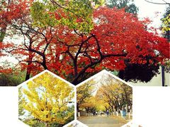 -八大关景区