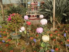 -南宫五洲植物乐园