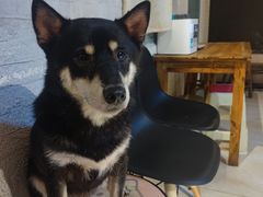 -萌喵宠狗爱心宠咖