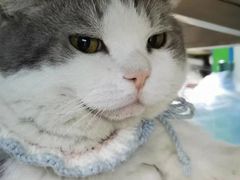 -瑞派动物医院·猫专科·至诚(江南中分院)