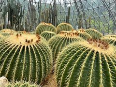 -深圳仙湖植物园