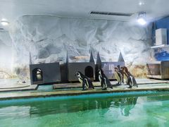 -北戴河圣蓝海洋公园