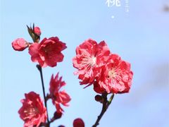 -海棠花溪(元大都城垣遗址公园)