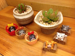 iphone_upload_pic-妃比花艺(光启城时尚购物中心店)