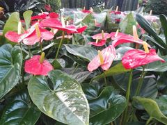 -秦美花卉(天朗·莱茵小城2期店)