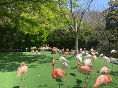 -上海野生动物园