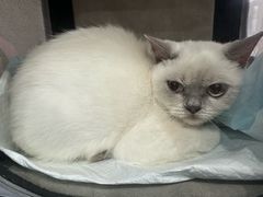 -瑞派宠物医院·犬猫全科·猫友好(宾水西道店)