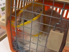 -四月宠物医院·猫专科·心脏专科·内科(转塘店)