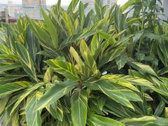 -新加坡文华东方酒店