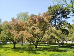 -中央民族大学