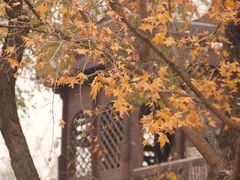 景点-永定河休闲森林公园