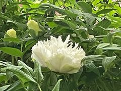 -洛阳市隋唐城遗址植物园