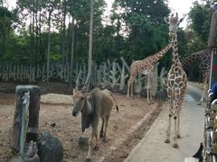 -清迈夜间动物园