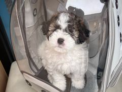 -瑞派康怡24h宠物医院·犬猫医疗中心·微创绝育(瑞景分院)