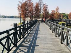 -海珠湖公园