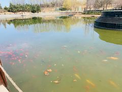 -大望京公园