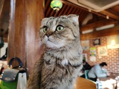 -猫小院猫主题咖啡厅(北锣店)