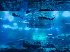 -迪拜水族馆及水下动物园