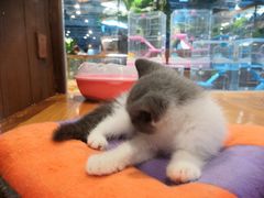 -龟与熊猫宠物公园(南坪店)