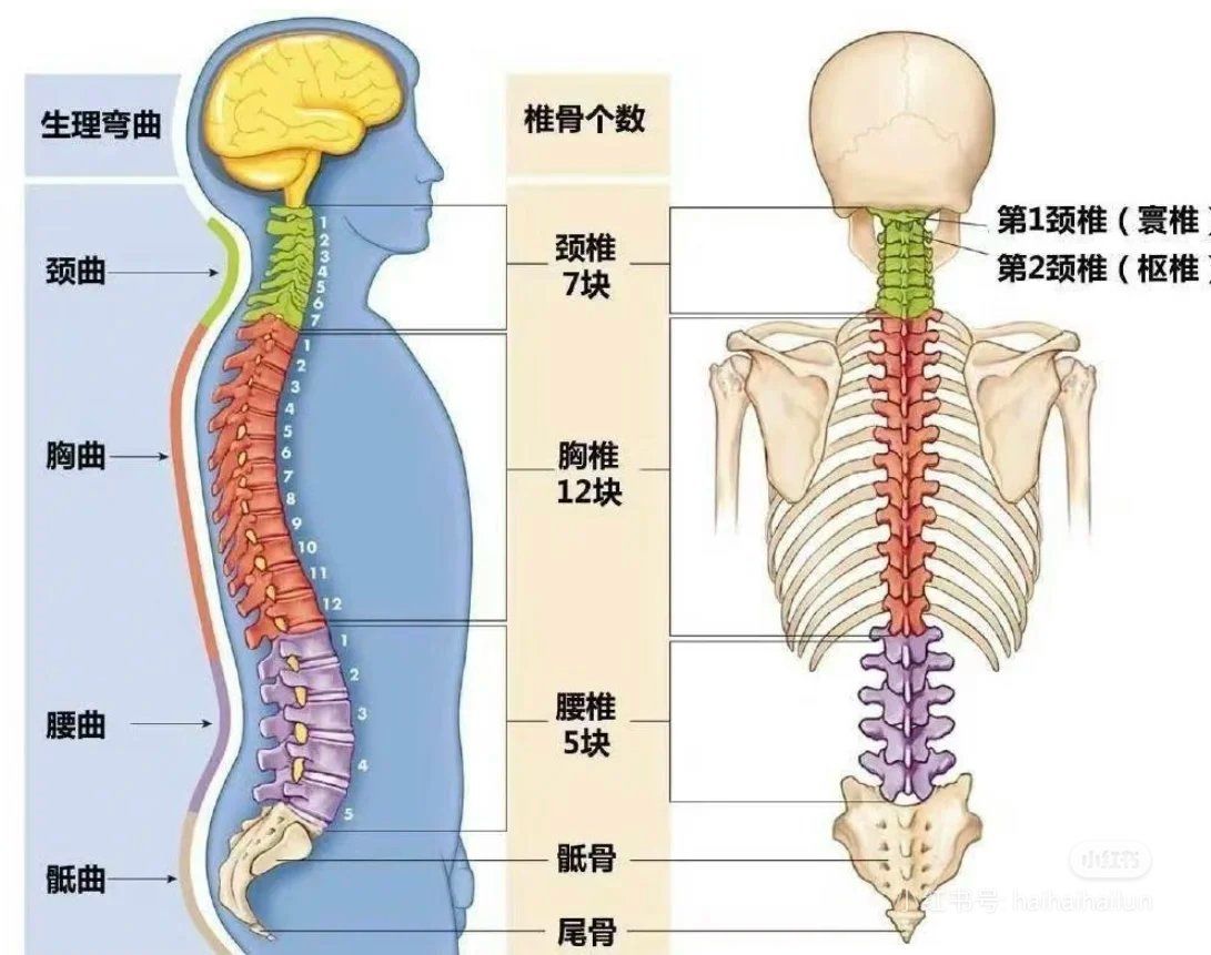 n当我们低头时,颈椎承受的压力会显著增加.
