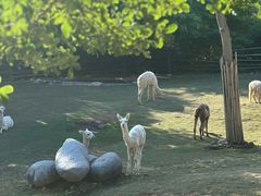 -泉州海丝野生动物世界