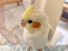 -吉丁鸟咖·异宠·寄养