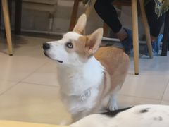 -平行世界·猫咖(首经贸店)