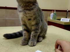 -艾贝尔宠物医院·狂犬免疫点(江山金象城店)