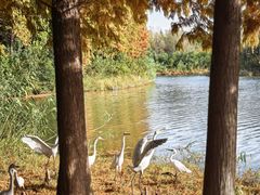 -溱湖国家湿地公园