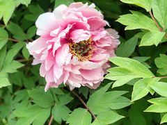 -济南国际园博园