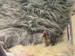 -momokira米努特·德文卷毛猫·棉花面纱犬